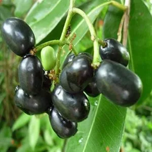 Jamun juice benefits