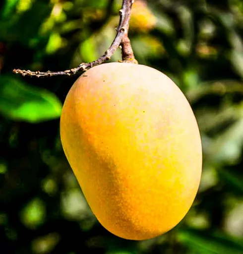 Devgad Hapus Mango