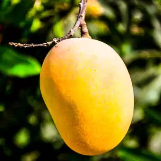 Devgad Hapus Mango